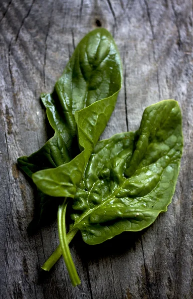 Blader av frisk spinat – stockfoto