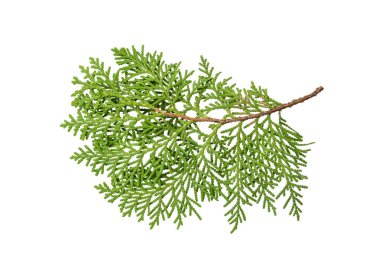 Beyaz arkaplanda yeşil thuja filizini ayır