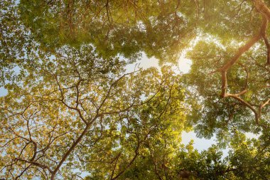 Doğal ağaçlar. Ağaçların alt manzarası