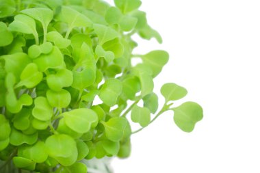 Beyaz arkaplanda taze yeşil fideler izole edilmiş.