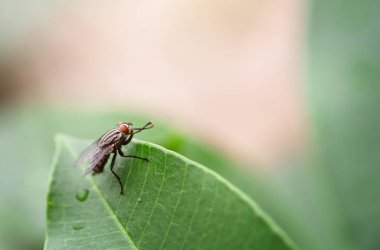 Bir sinek ağacın yaprağına oturur ve ön pençelerini birbirine yaklaştırır.