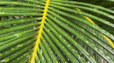 Palmiye ağacına yağmur damlaları 