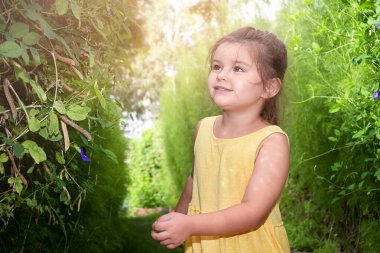 Portrait of a child in the garden. Girl examines a pea plant