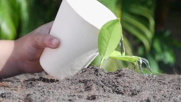 户外人工浇灌盆栽 — 图库视频影像