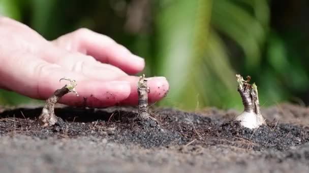 女人的手把树苗折叠成泥土 — 图库视频影像
