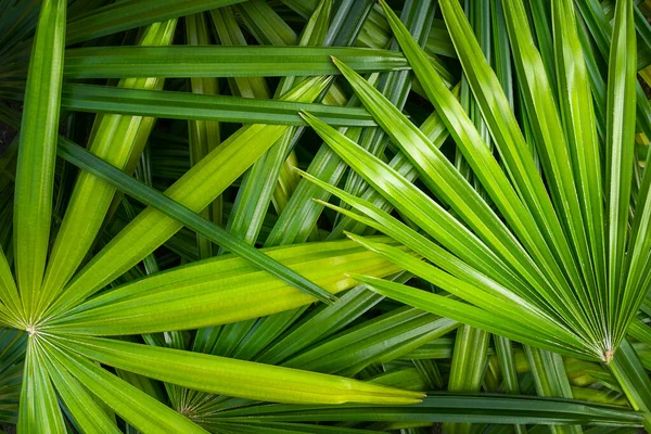 Mnoho Zelených Listů Palmy Pozadí Přírody — Stock fotografie