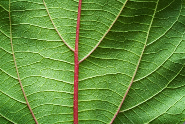 Veins Green Leaf Close Natural Background — Stok fotoğraf