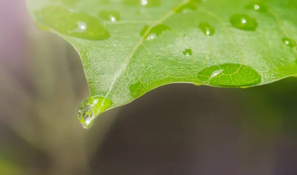 Rain Drop Green Leaf Natural Background — Foto Stock