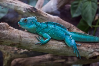 Mavi Ejder lizzard 