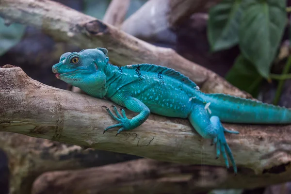 Mavi Ejder lizzard 