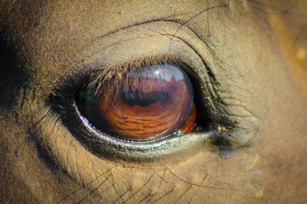 Oko konia zbliżenie Obraz Stockowy
