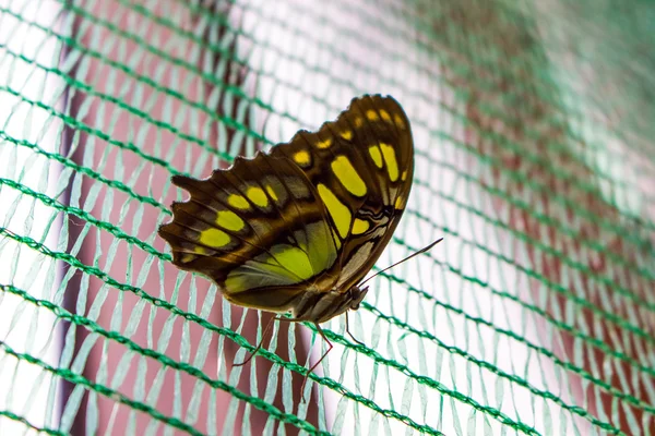 Motyl w ogrodzie — Zdjęcie stockowe