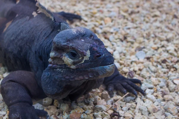 ejderha lizzard gibi