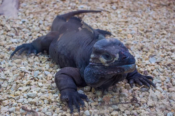 ejderha lizzard gibi