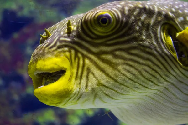 Pufferfish bir akvaryum Görünümü Kapat