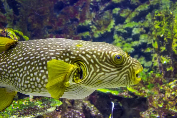 Pufferfish bir akvaryum Görünümü Kapat — Stok fotoğraf