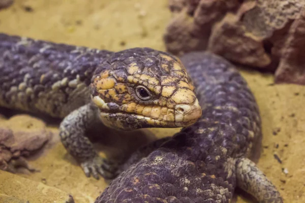 ejderha lizzard gibi