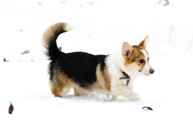 Galli Corgi Pembroke köpek yavrusu, üç renkli, kışın karla kaplı bir parkta yürüyor. Çalıştırır.
