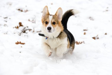 Galli Corgi Pembroke köpek yavrusu, üç renkli, kışın karla kaplı bir parkta yürüyor. Çalıştırır.
