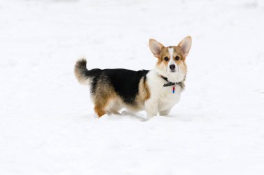 Galli Corgi Pembroke köpek yavrusu, üç renkli, kışın karla kaplı bir parkta yürüyor..