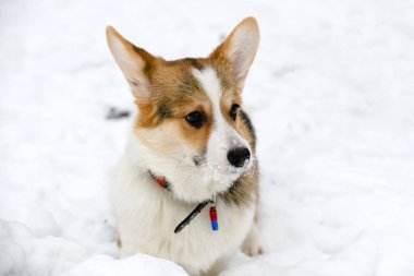 Galli Corgi Pembroke köpek yavrusu, üç renkli, kışın karla kaplı bir parkta yürüyor..