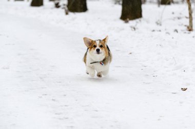 Galli Corgi Pembroke köpek yavrusu, üç renkli, kışın karla kaplı bir parkta yürüyor. Çalıştırır.