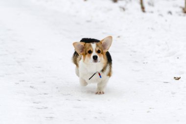 Galli Corgi Pembroke köpek yavrusu, üç renkli, kışın karla kaplı bir parkta yürüyor. Çalıştırır.