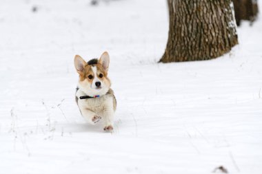 Galli Corgi Pembroke köpek yavrusu, üç renkli, kışın karla kaplı bir parkta yürüyor. Çalıştırır.