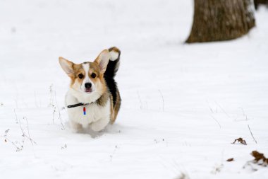Galli Corgi Pembroke köpek yavrusu, üç renkli, kışın karla kaplı bir parkta yürüyor. Çalıştırır.