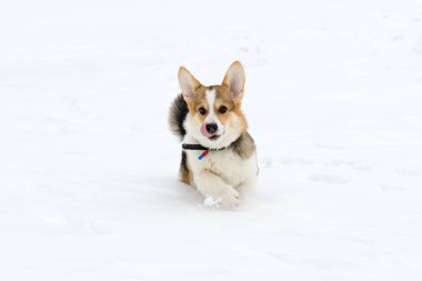 Galli Corgi Pembroke köpek yavrusu, üç renkli, kışın karla kaplı bir parkta yürüyor. Çalıştırır.