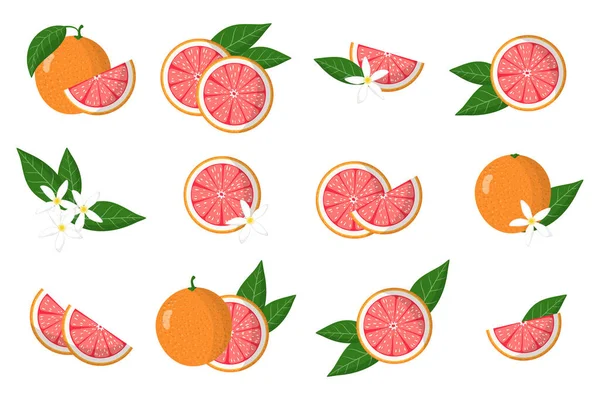 Soubor Ilustrací Grapefruitovými Exotickými Citrusovými Plody Květy Listy Izolovanými Bílém — Stockový vektor