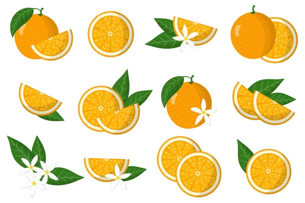 Set Illustraties Met Oranje Exotische Citrusvruchten Bloemen Bladeren Geïsoleerd Een — Stockvector