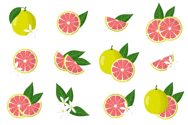 Beyaz bir arka planda izole edilmiş, narenciye, çiçek ve yapraklı, pomelo egzotik narenciye içeren çizimler. İzole vektör simgeleri ayarlandı.