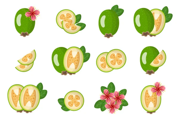 Conjunto Ilustraciones Con Frutas Exóticas Flores Hojas Aisladas Sobre Fondo — Vector de stock