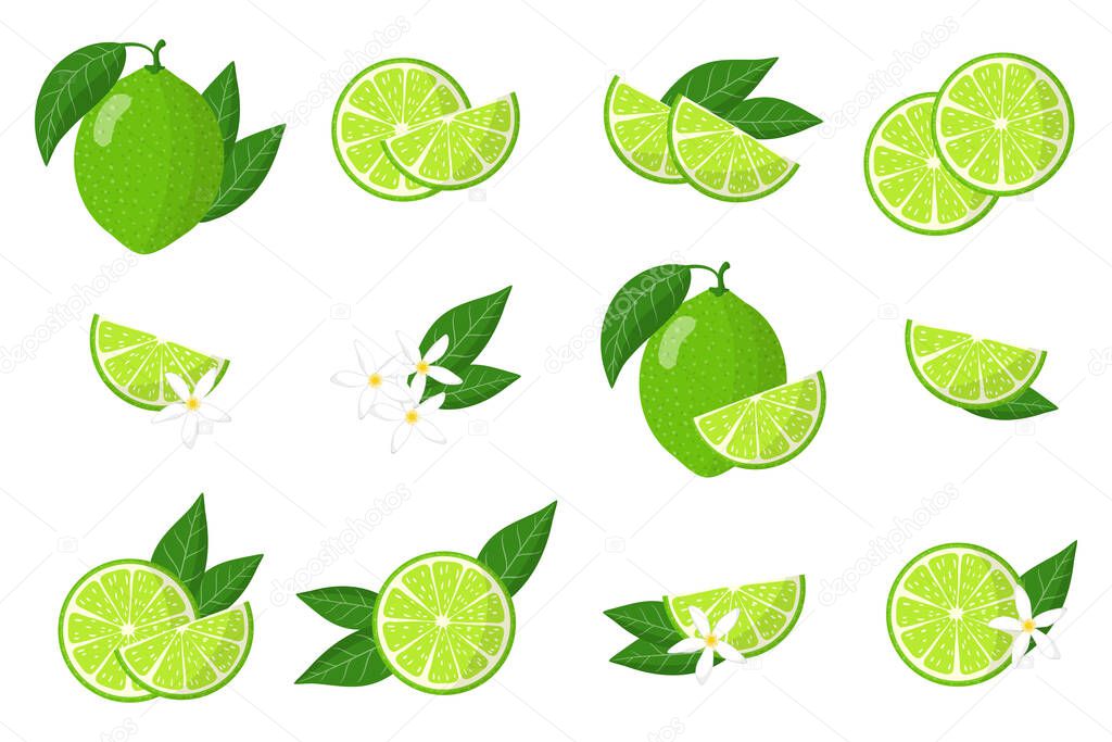 Set of illustrations with lime exotic fruits, flowers and leaves isolated on white background. Isolated vector icons set.