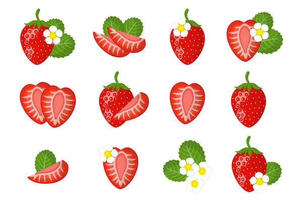 Ensemble Illustrations Avec Des Fruits Exotiques Des Fleurs Des Feuilles — Image vectorielle