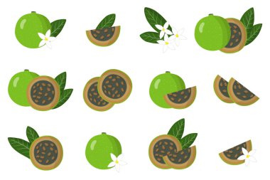 Alibertia 'nın egzotik meyveleri, çiçekleri ve beyaz arka planda izole edilmiş yaprakları olan çizimler. İzole vektör simgeleri ayarlandı.