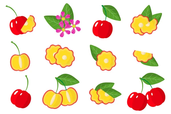 Conjunto Ilustraciones Con Frutas Exóticas Acerola Flores Hojas Aisladas Sobre — Vector de stock