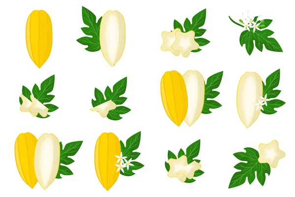 Σύνολο Εικονογραφήσεων Εξωτικά Φρούτα Λουλούδια Και Φύλλα Babaco Που Απομονώνονται — Διανυσματικό Αρχείο