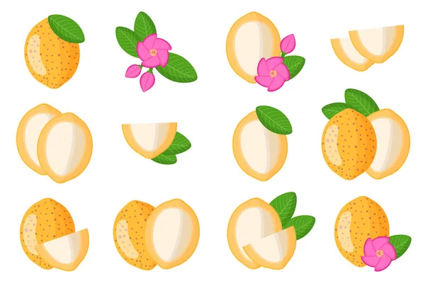 Ensemble Illustrations Avec Des Fruits Exotiques Bacuri Des Fleurs Des — Image vectorielle