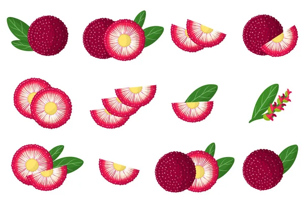 Conjunto Ilustraciones Con Frutas Exóticas Bayberry Flores Hojas Aisladas Sobre — Vector de stock