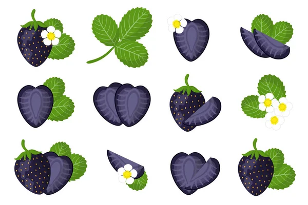 Σύνολο Εικονογραφήσεων Εξωτικά Φρούτα Λουλούδια Και Φύλλα Μαύρης Φράουλας Που — Διανυσματικό Αρχείο
