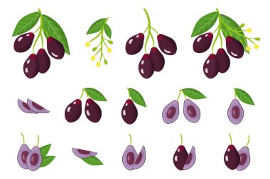 Jambolan 'ın egzotik meyveleri, çiçekleri ve beyaz arka planda izole edilmiş yaprakları olan çizimler. İzole vektör simgeleri ayarlandı.