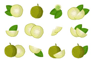 Maclura 'nın egzotik meyveleri, çiçekleri ve beyaz arka planda izole edilmiş yaprakları olan çizimler. İzole vektör simgeleri ayarlandı.