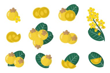 Set of illustrations with Nance exotic fruits, flowers and leaves isolated on a white background. Isolated vector icons set. clipart