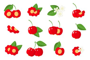 Pitanga egzotik meyveleri, çiçekleri ve beyaz arka planda izole edilmiş yaprakları olan çizimler. İzole vektör simgeleri ayarlandı.