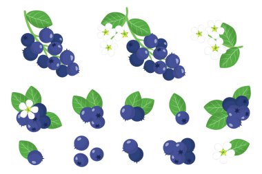 Set of illustrations with Shadberry exotic fruits, flowers and leaves isolated on a white background. Isolated vector icons set. clipart
