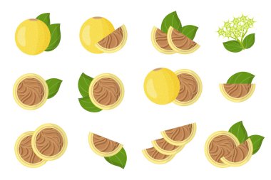 Strychnos spinosa egzotik meyveleri, çiçekleri ve beyaz arka planda izole edilmiş yaprakları olan çizimler. İzole vektör simgeleri ayarlandı.