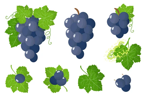 Ensemble Illustrations Avec Des Fruits Exotiques Raisin Bleu Des Fleurs — Image vectorielle