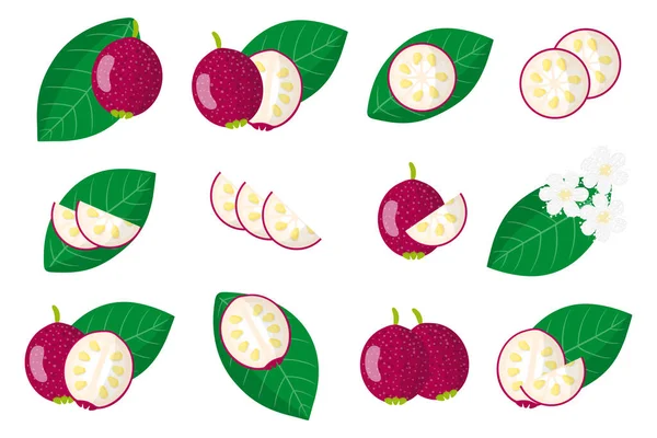 Σύνολο Απεικονίσεων Cattley Guava Εξωτικά Φρούτα Λουλούδια Και Φύλλα Που — Διανυσματικό Αρχείο